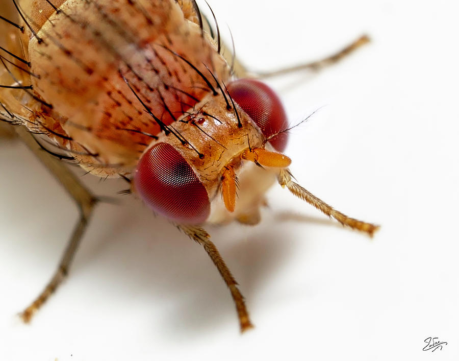 Tiny Red Fly 1 Photograph by Endre Balogh