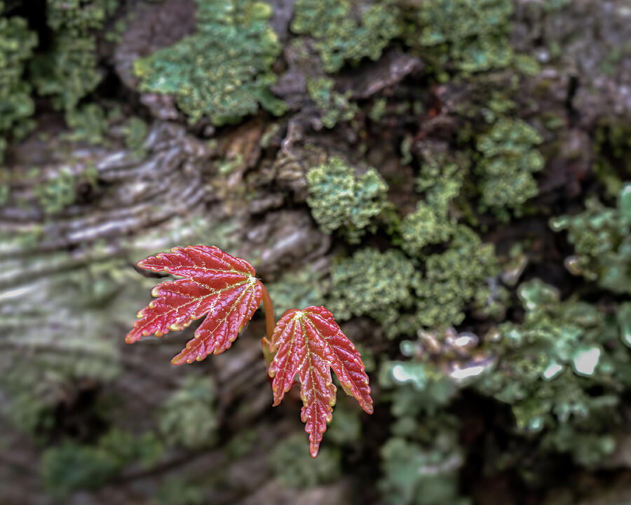 Nature Photograph - Tiny Red Leaves by James Barber
