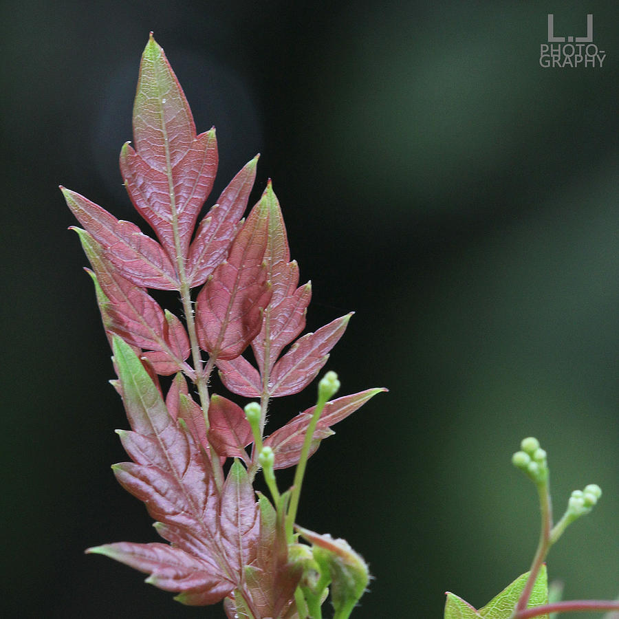 Tiny Red Leaves Photograph by Decoris Art