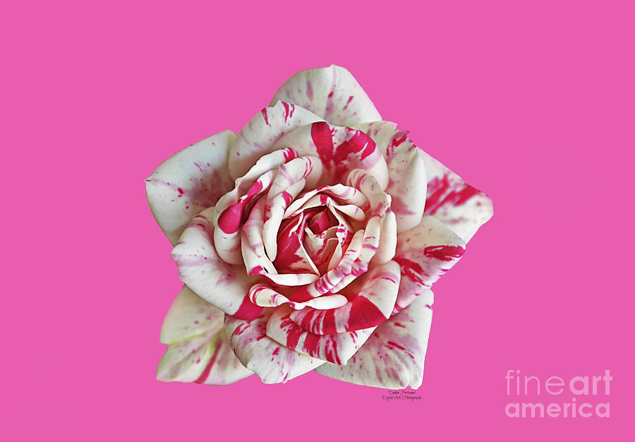 Tiny Rose art - TRANSPARANT BG Mixed Media by Debbie Portwood