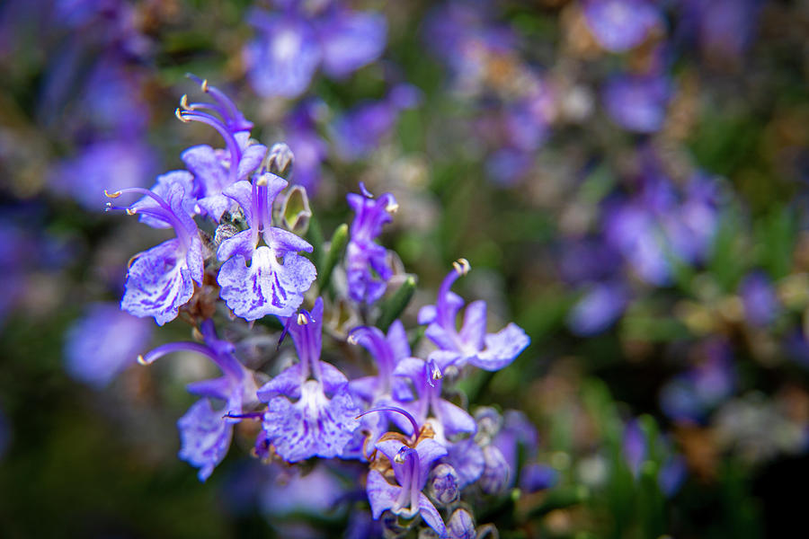 Tiny Rosemary Blossoms Photograph by Lindsay Thomson