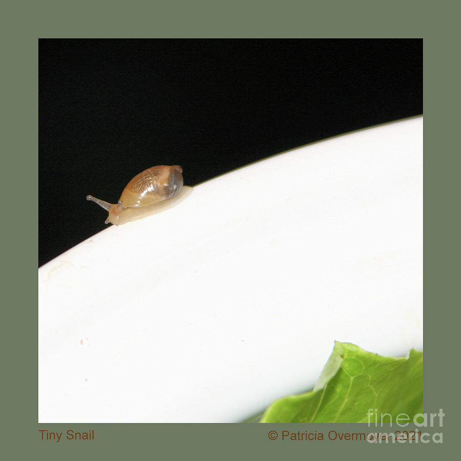 Tiny Snail Photograph by Patricia Overmoyer
