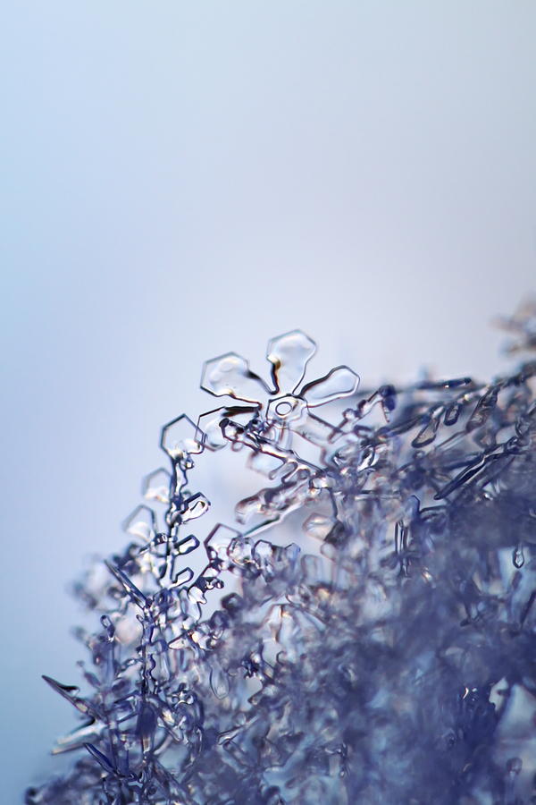 Tiny snowflake flowers Photograph by Ulrich Kunst And Bettina Scheidulin