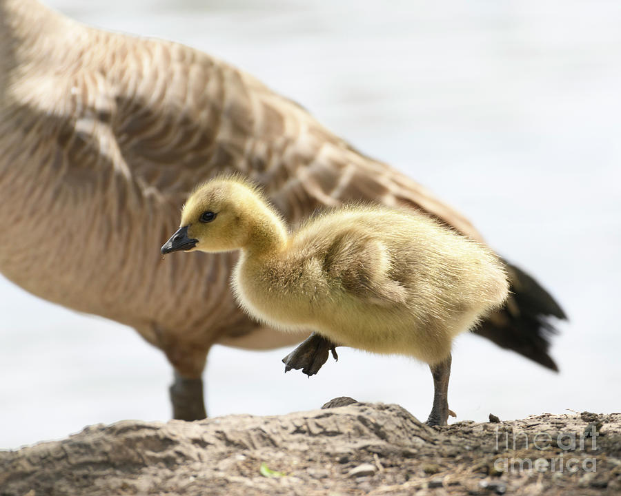 Tiny Steps Of A Gosling 2 Photograph By Jackie Follett - Fine Art America