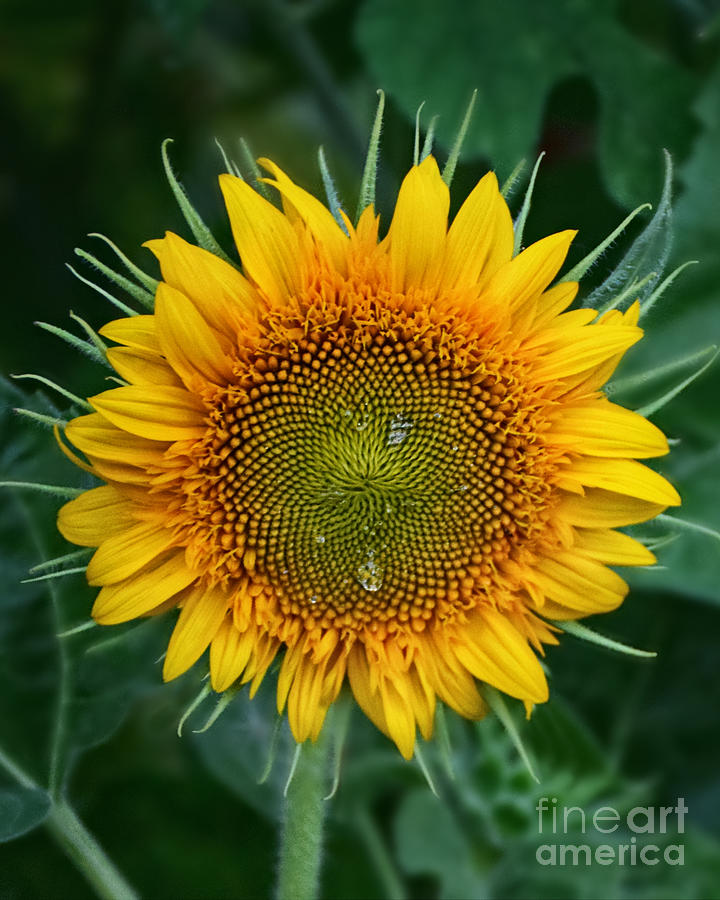 Tiny Sunflower Power Photograph by Kathy M Krause