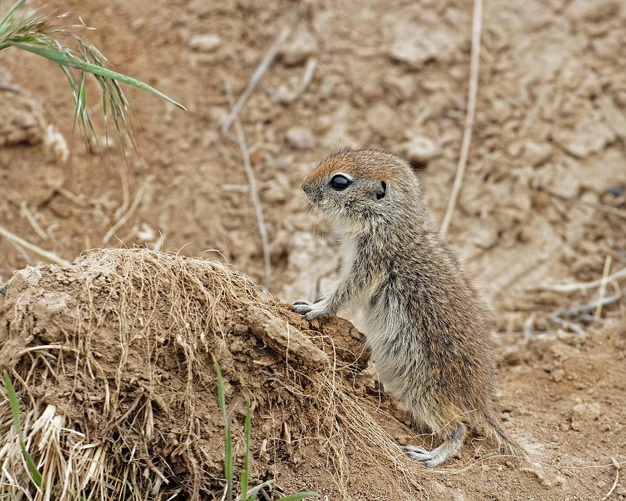 Tiny Tail - Uinta Ground Squirrel Kit, Oregon Photograph by KJ Swan