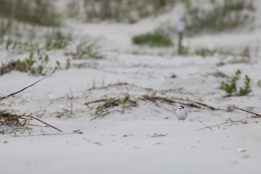 Tiny Tern Photograph by Heather E Harman
