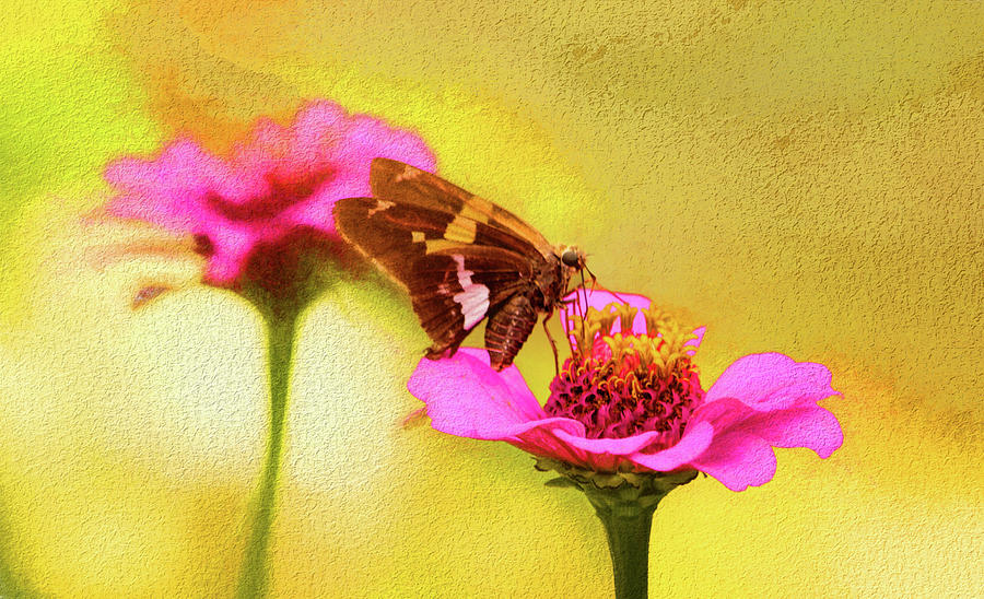 Tiny Things With Wings on Zinnia  Photograph by Ola Allen