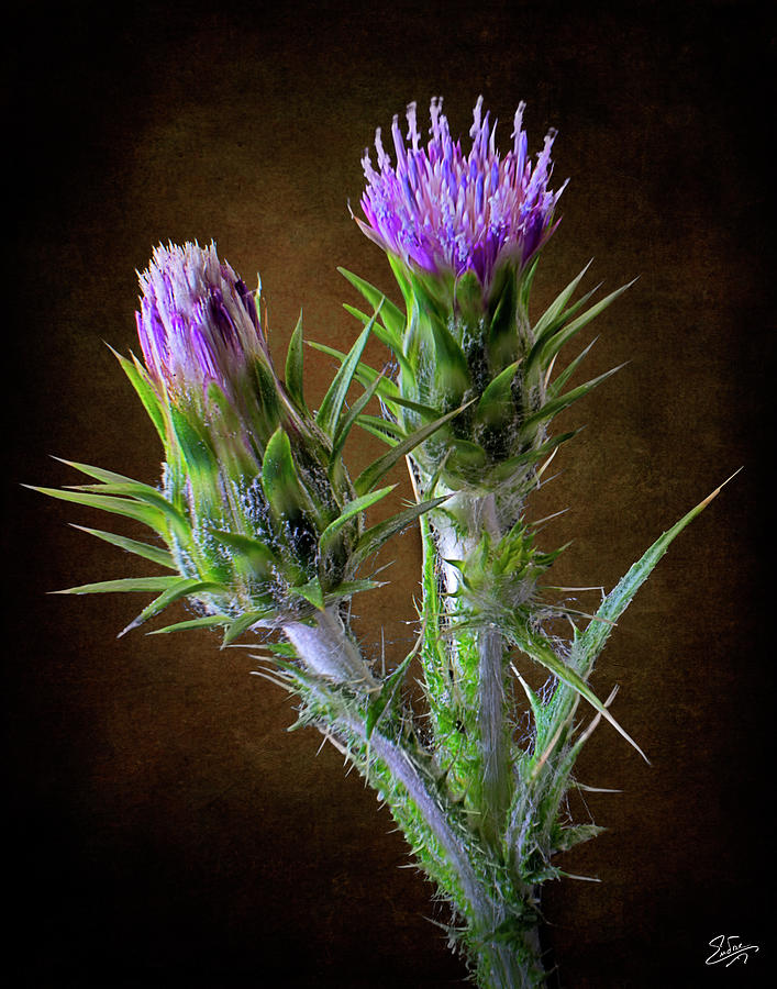 Tiny Thistle Photograph by Endre Balogh