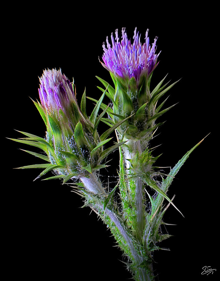 Tiny Thistles Photograph by Endre Balogh