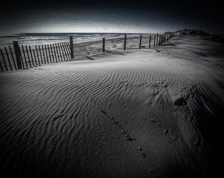 Tiny Tracks in the Sand Dune 1178 Photograph by James C Richardson