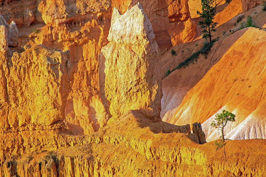 Tiny Tree in Bryce Canyon Photograph by Bruce Gourley