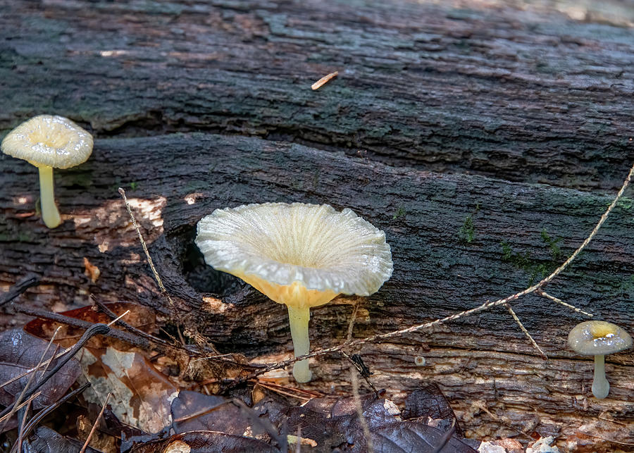 Tiny Trio, Treasures of the Woods Photograph by Marcy Wielfaert