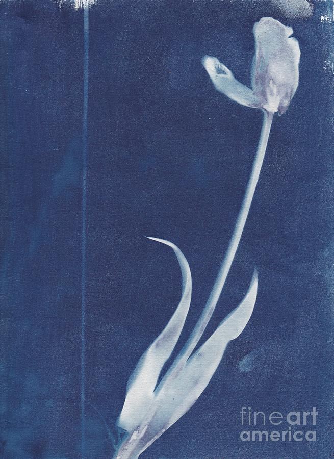 Tiny Tulip Photograph by Charles Hite