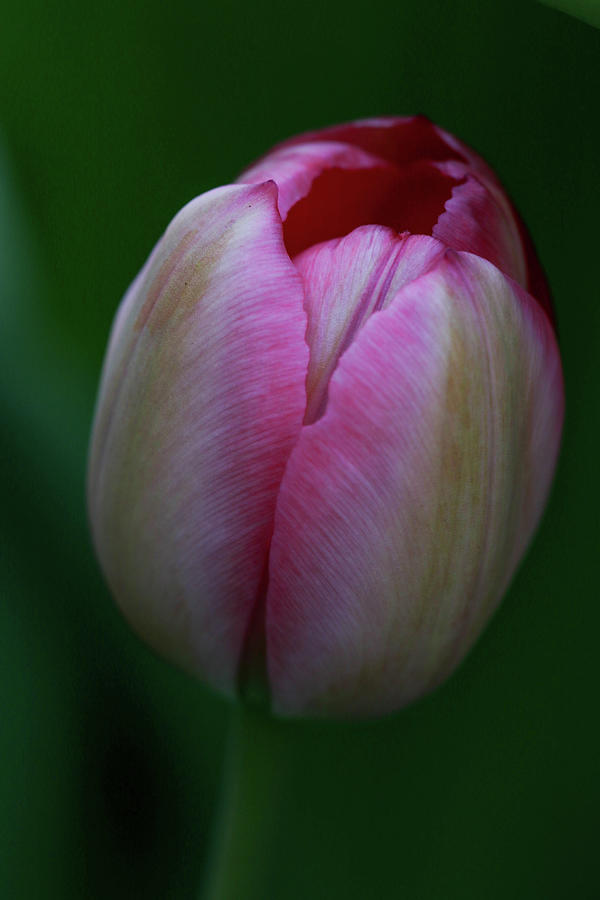 Tiny Tulip Photograph by Mary Anne Delgado