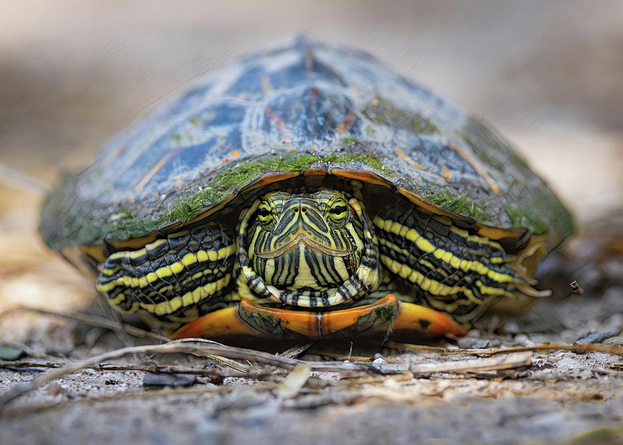 Tiny Turtle Photograph by Jaki Miller