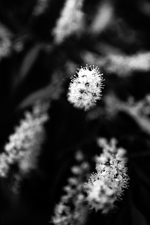 Tiny White Flowers Photograph by Denise Kopko