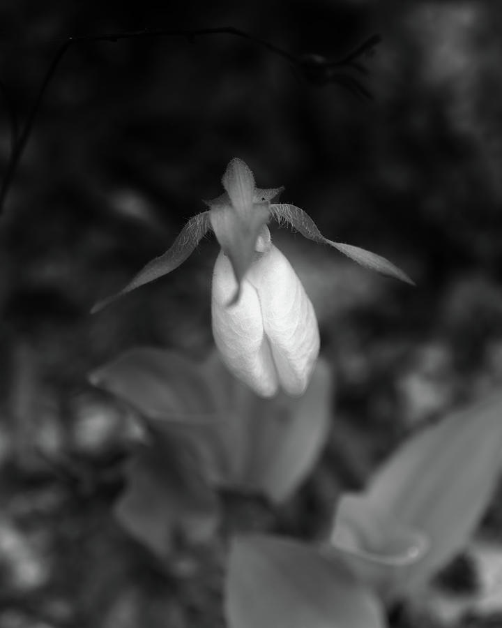 Tiny White Lady Slipper Photograph by Sue Capuano