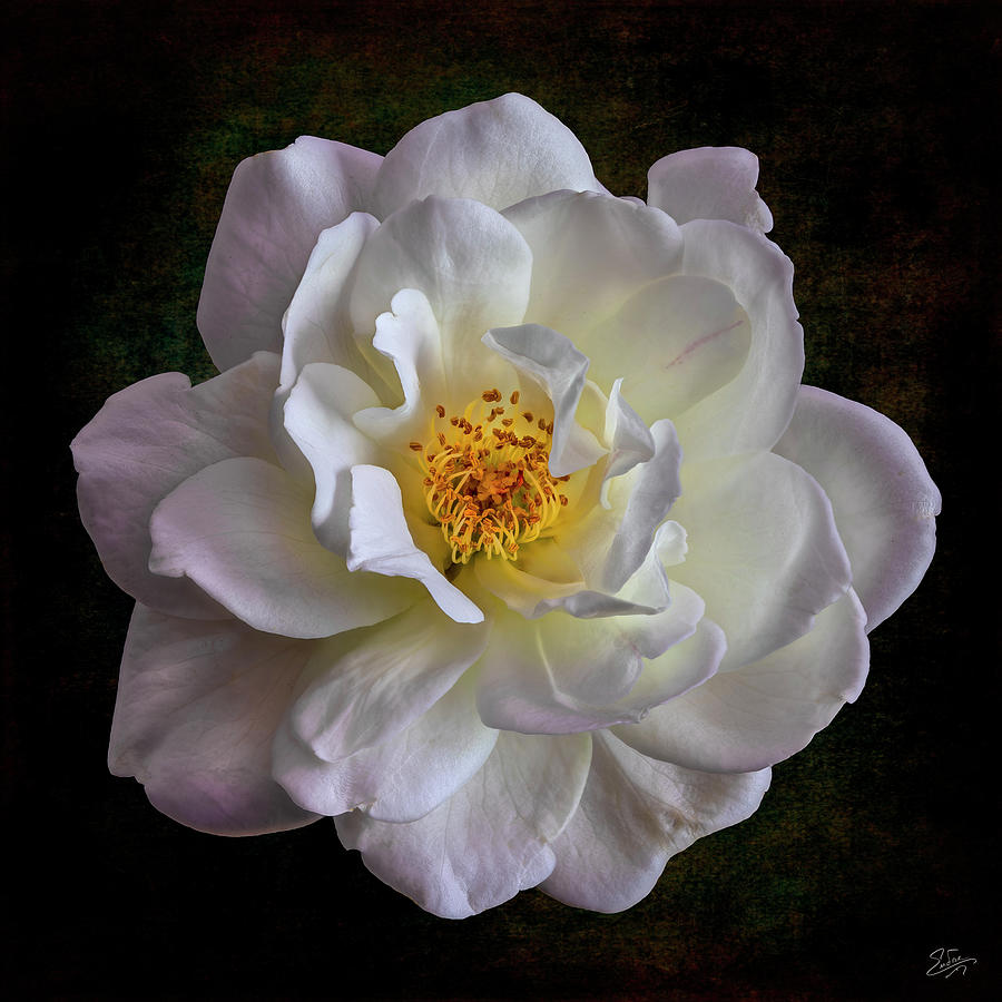 Tiny White Rose 2 Photograph by Endre Balogh