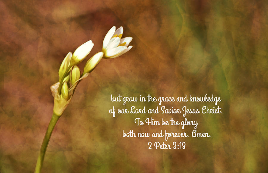 Tiny White Wildflower Stem with Bible Scripture Photograph by Gaby ...