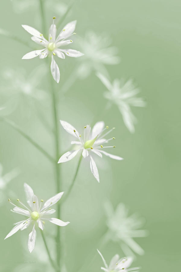 Tiny White Wildflowers  Photograph by Jennie Marie Schell
