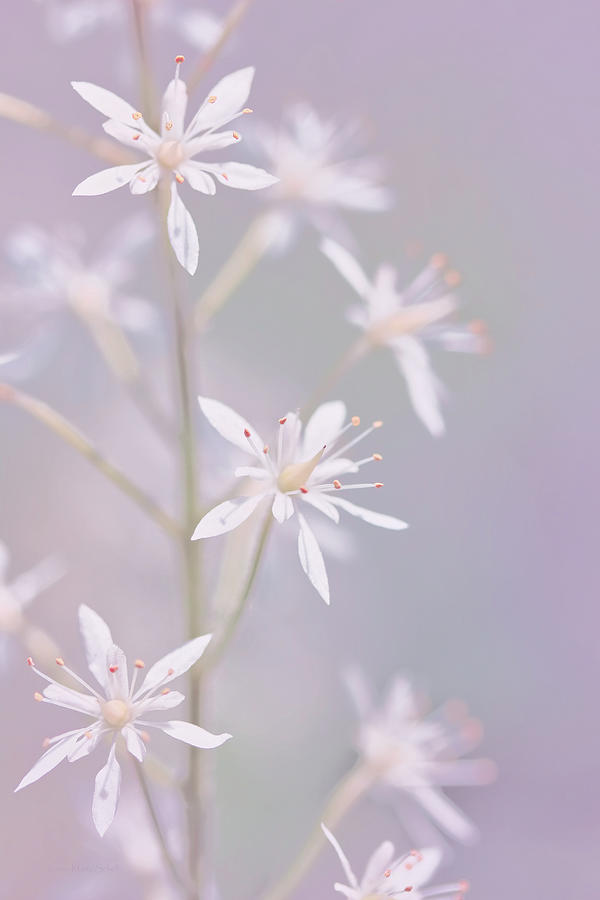 Tiny White Wildflowers Lavender Photograph by Jennie Marie Schell