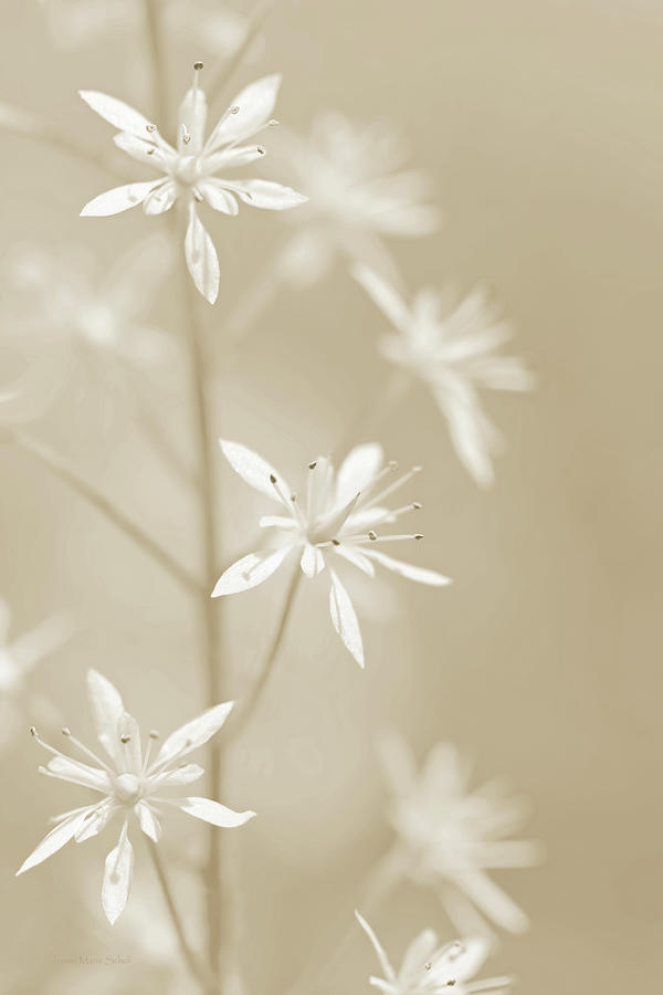Tiny White Wildflowers Soft Brown Photograph by Jennie Marie Schell