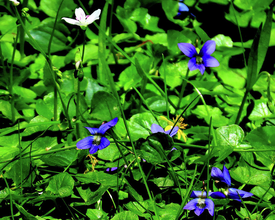 Tiny Wildflowers Photograph by Linda Stern