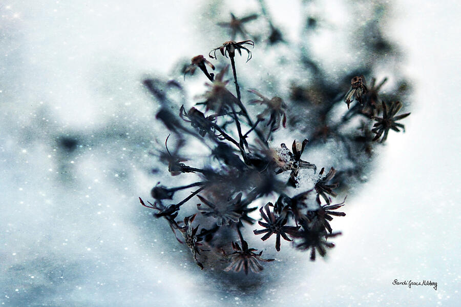 Tiny Winter Stars Photograph by Randi Grace Nilsberg