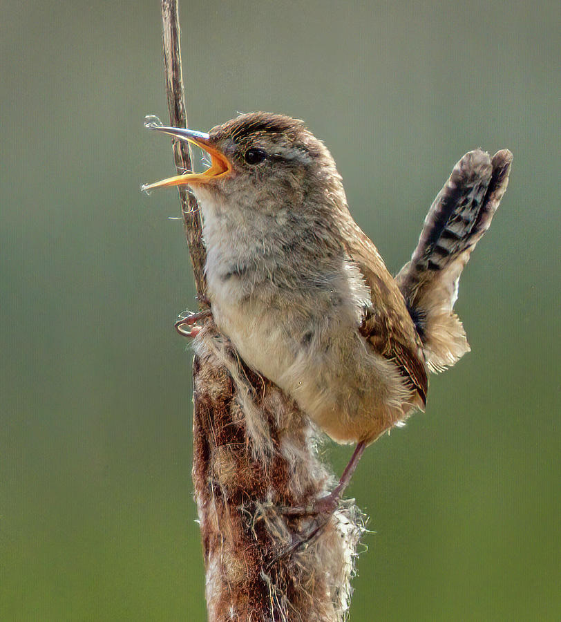Tiny Wren, Big Voice Photograph by Bill Ray