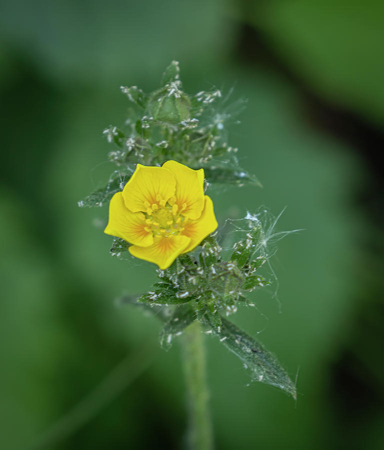 Tiny Yellow Flower Photograph by Laura Terriere