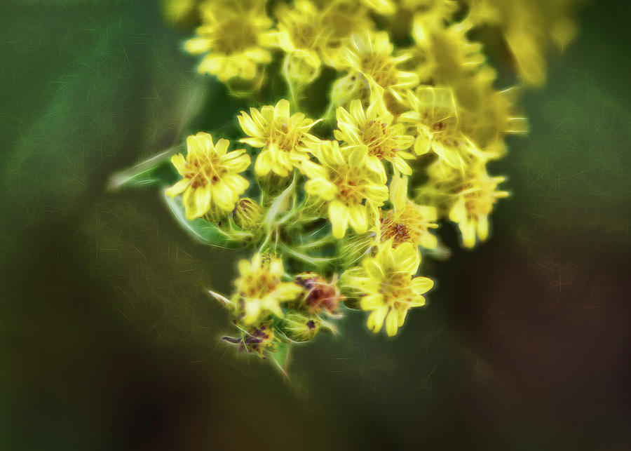 Tiny yellow flowers Photograph by Cordia Murphy