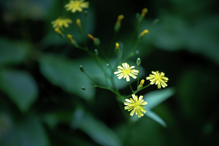 Tiny Yellow Flowers Photograph by Robert Carter