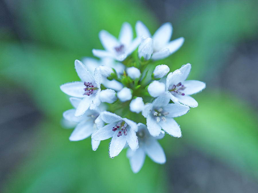 White Flower Photograph - Tip of a Gooseneck Flower by Iris Richardson
