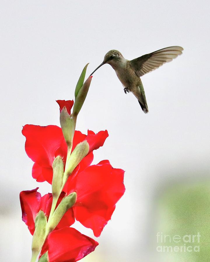 Tip Top Hummingbird Photograph by Carol Groenen