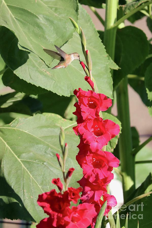Tip Top Hummingbird with Red Gladiolus Photograph by Carol Groenen