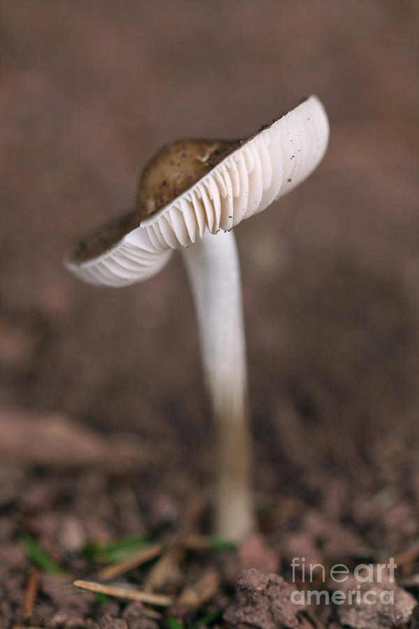 Tipped Mushroom Photograph