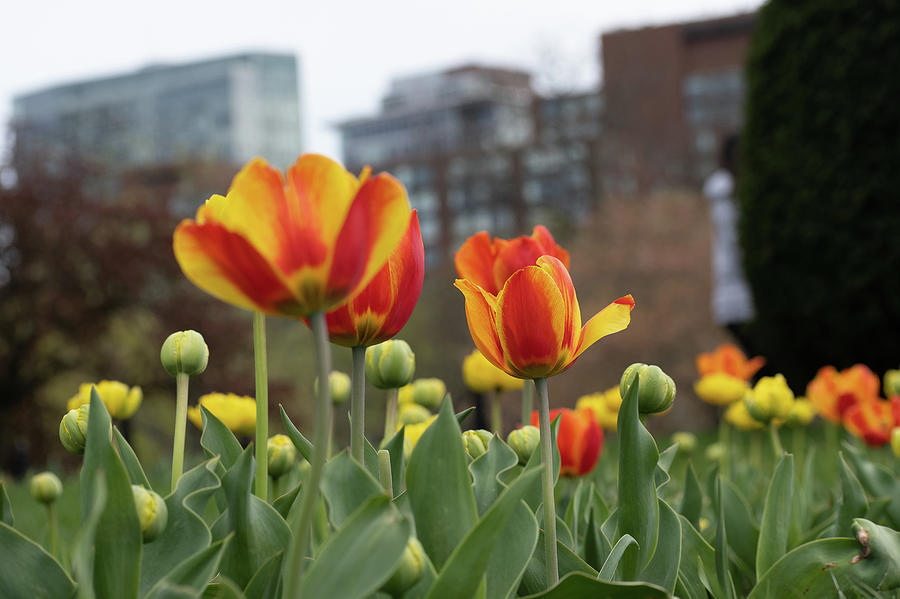 Tiptoe Through The Tulips Photograph By Ellen Snyder Fine Art America