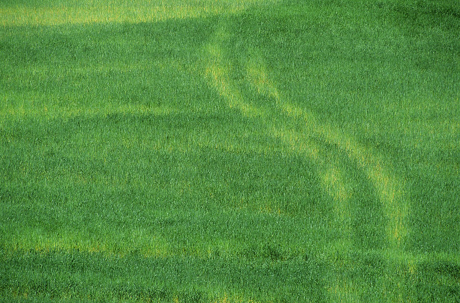 Tire Tracks Through Green Field In Belgium Photograph by Grant Faint