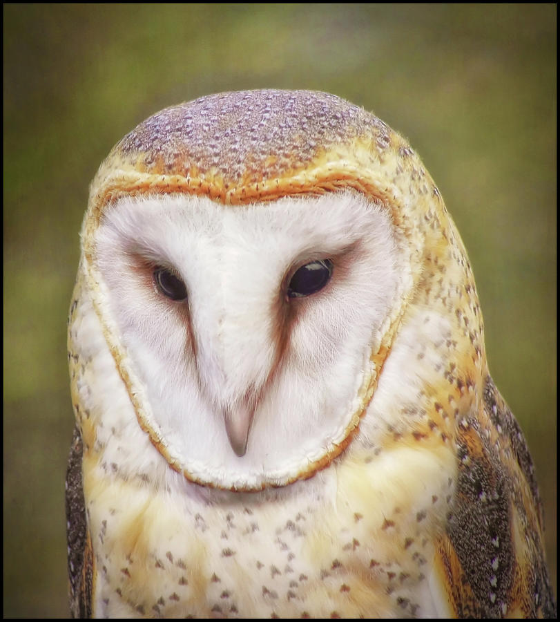 Tired Barn Owl Photograph by Elaine Malott