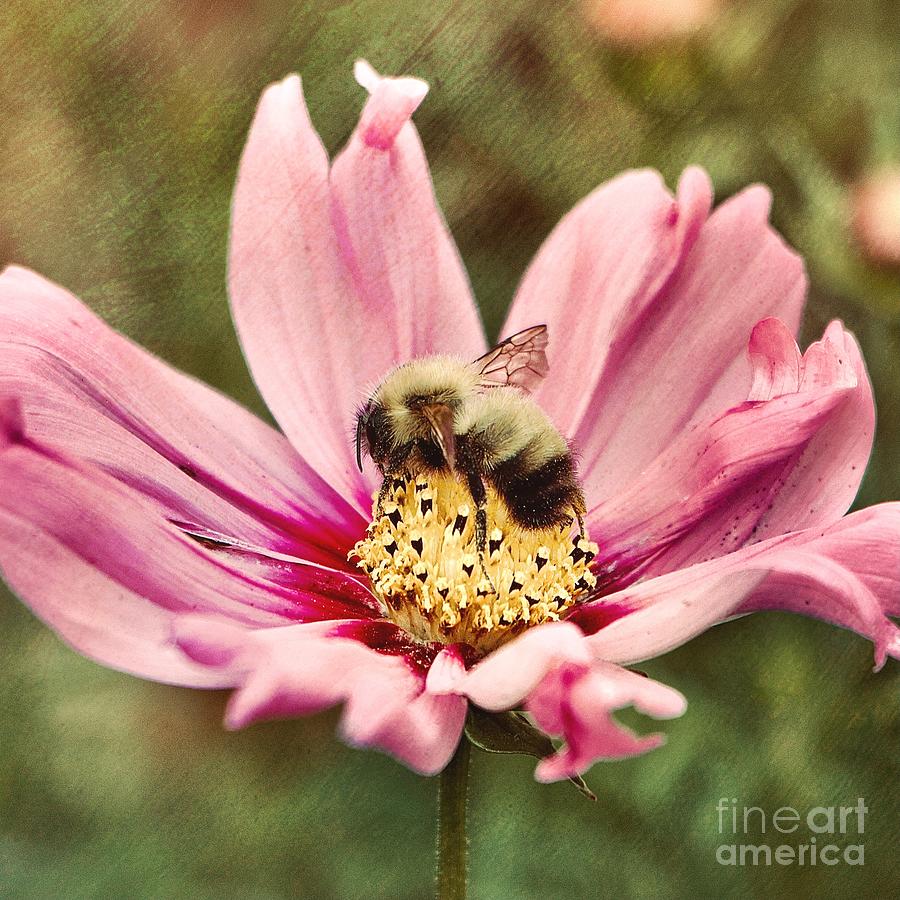 Tired Bee on Cosmos Flower Photograph by Linda Bianic