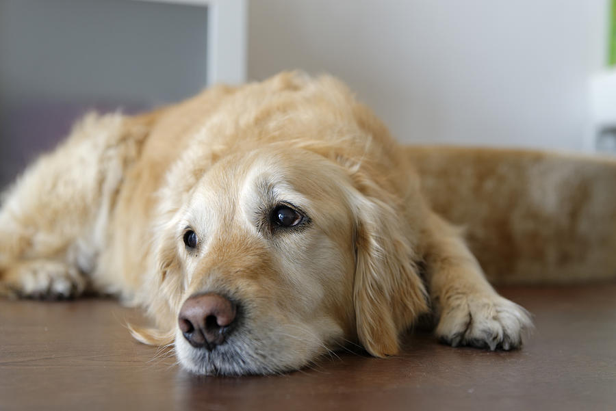 Tired Golden Retriever lying on wooden floor Photograph by Westend61