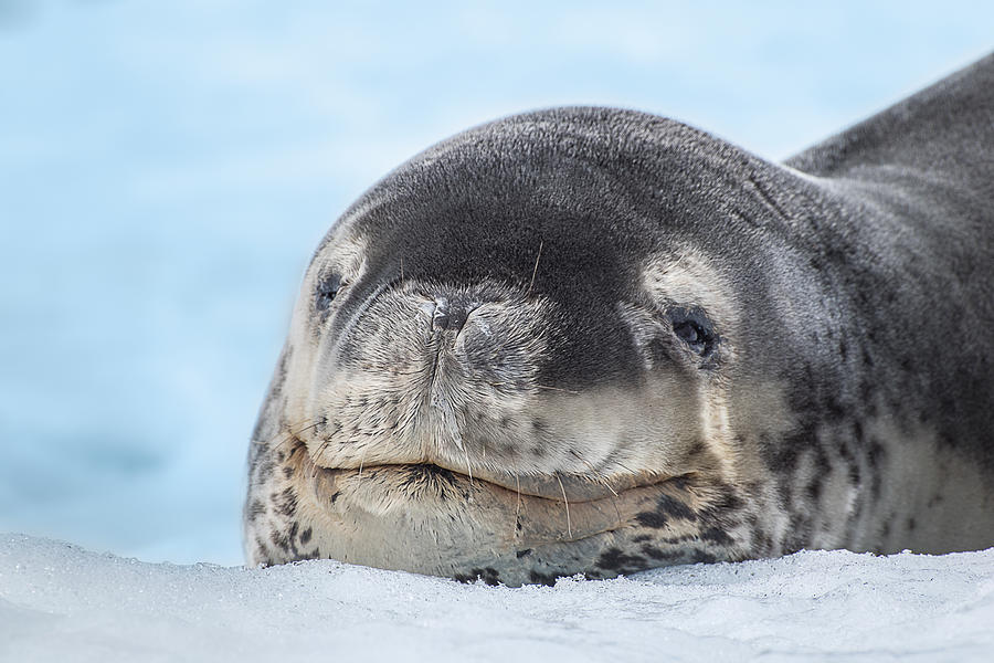 Tired Leopard Seal Photograph by Linda Villers