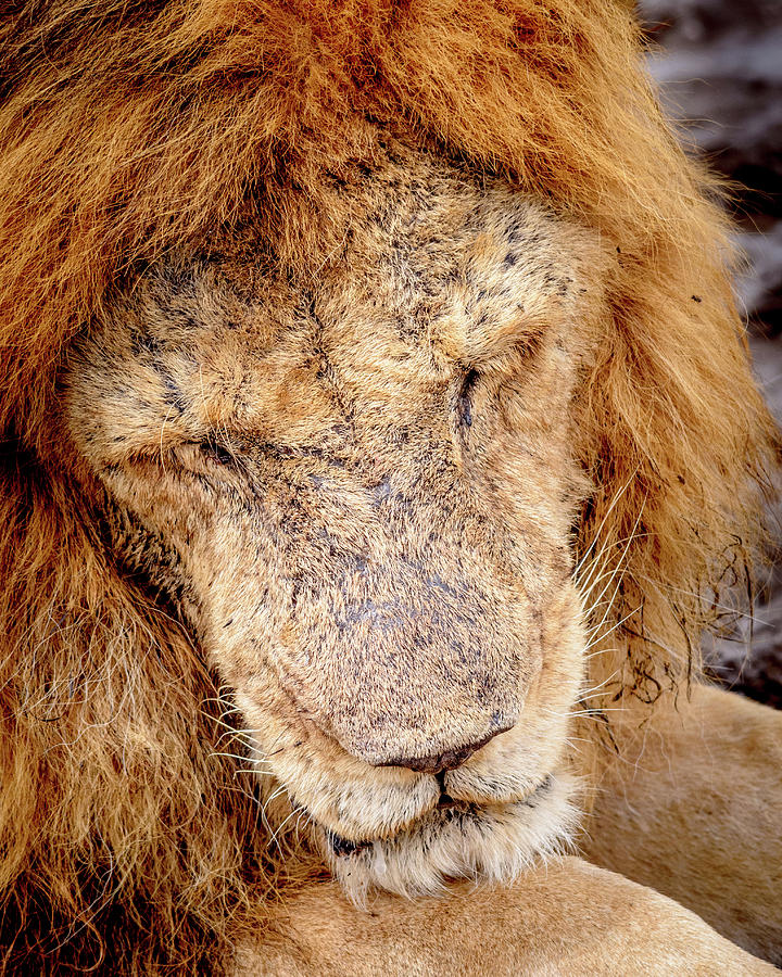 Tired Lion Photograph by Adrian O Brien