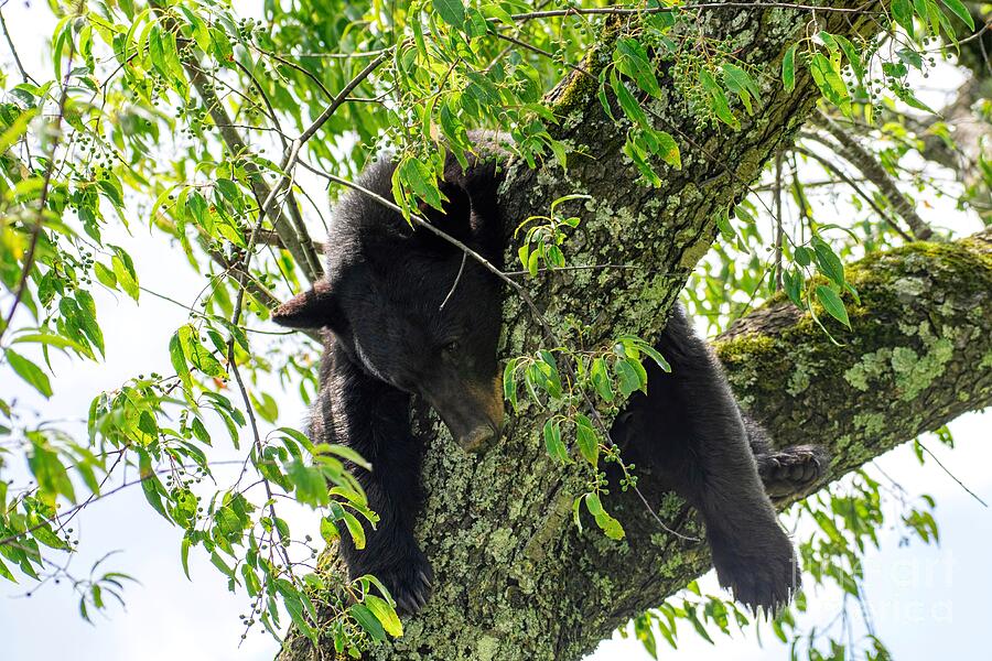 Tired Momma Bear Photograph by Jennifer Jenson - Fine Art America