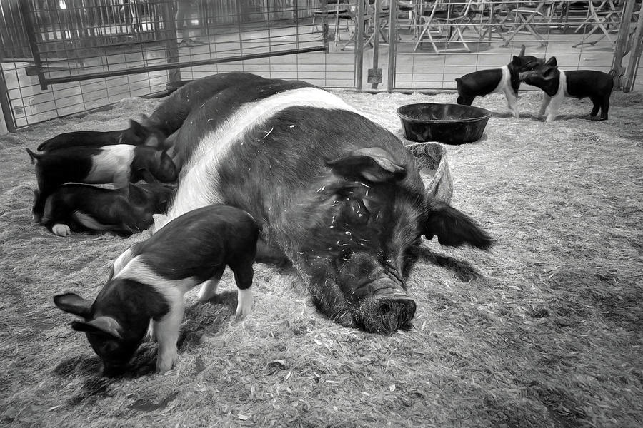 Tired Momma - Pig Photograph by Nikolyn McDonald
