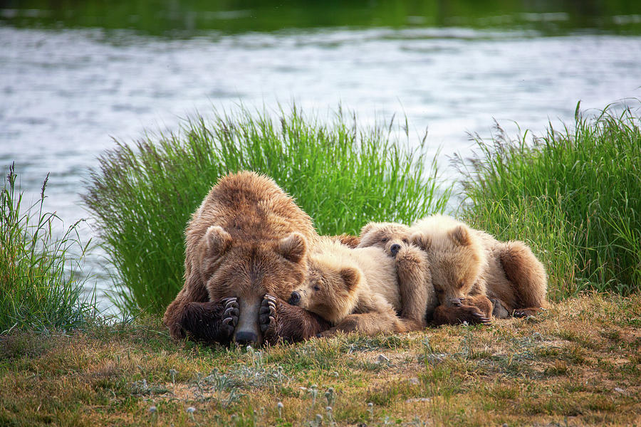 Tired Mother Grizzly Bear Photograph by Alex Mironyuk