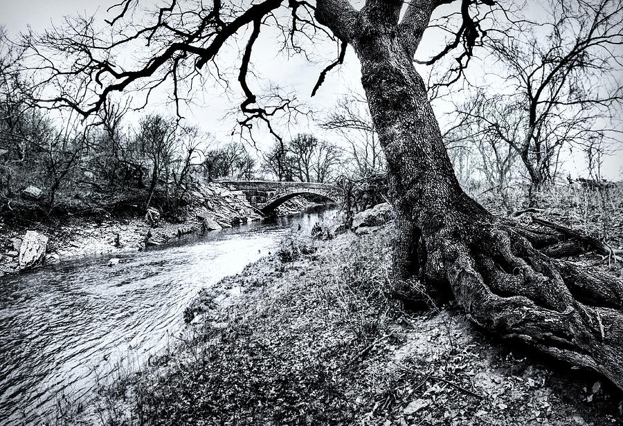 Tired, Old Tree Photograph by Michael Ciskowski