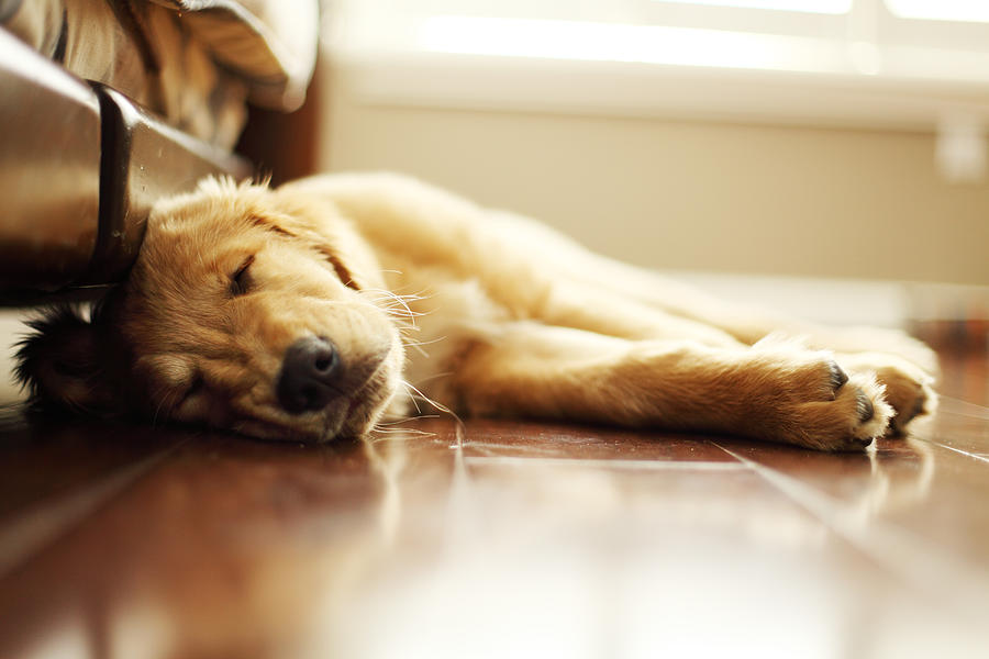 Tired Puppy Sleeps Inside Photograph by Purple Collar Pet Photography