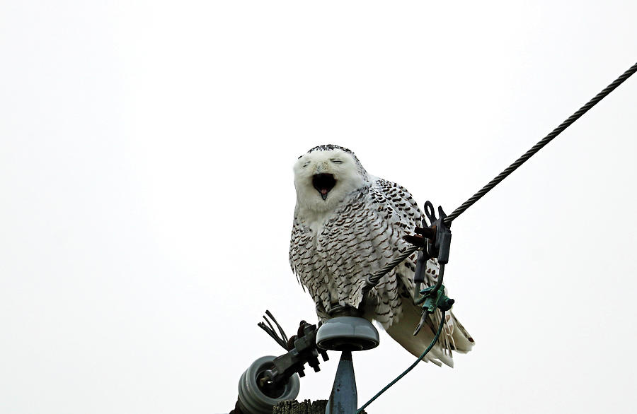 Tired Snowy Owl Photograph by Debbie Oppermann